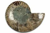 Cut & Polished Ammonite Fossil (Half) - Madagascar #349060-1